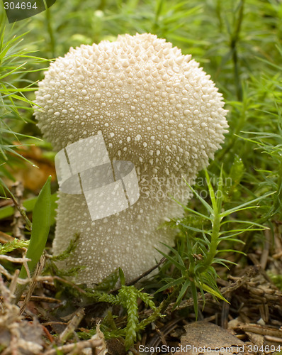 Image of mushroom