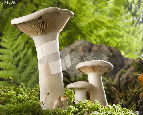 Image of mushroom