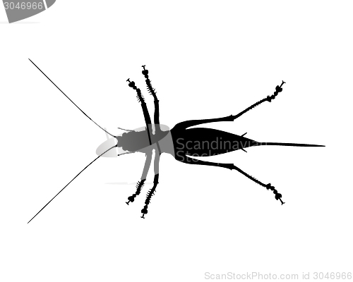 Image of Bush cricket