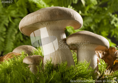 Image of mushroom