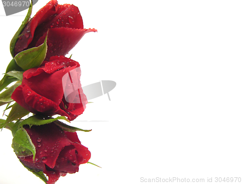 Image of Three red rose with water drops on the left side of white background