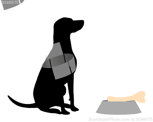 Image of Dog feeding