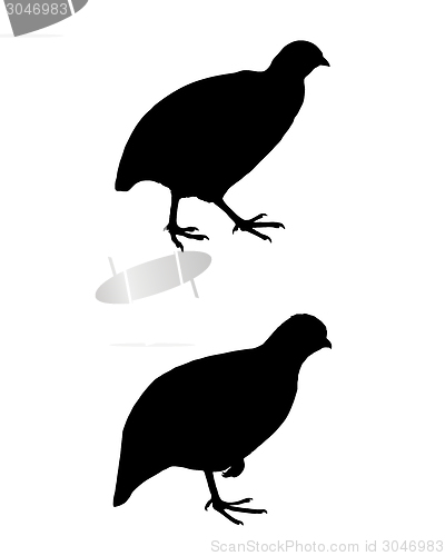 Image of Common quail