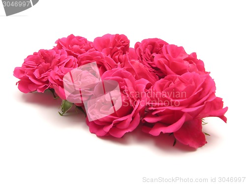 Image of Bulk of pink roses on white background