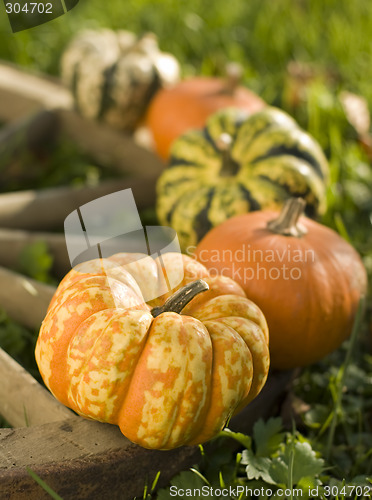 Image of harvest