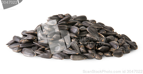 Image of Pile Of Sunflower Seeds