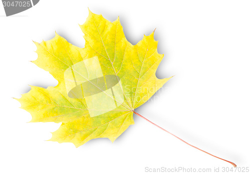 Image of Yellow And Green Autumn Maple Leaf