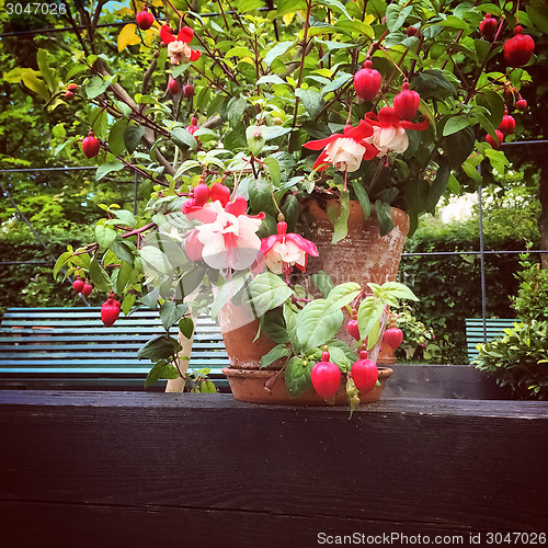 Image of Pink fuchsia in summer garden