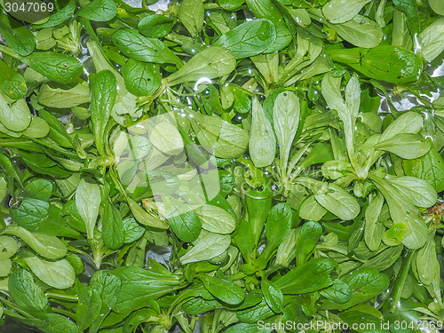 Image of Green salad vegetables