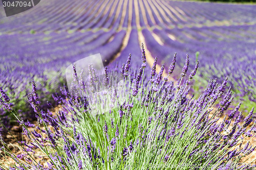 Image of Lavander field