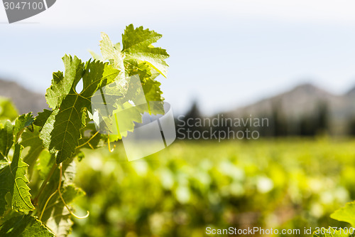 Image of Provence vineyard