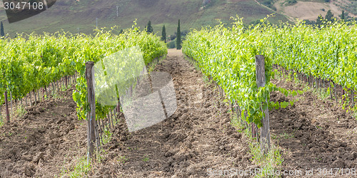 Image of Tuscan wineyard