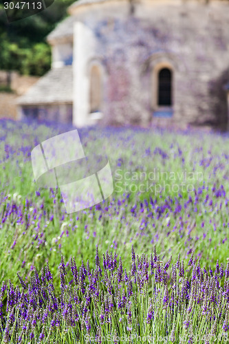 Image of Lavander field