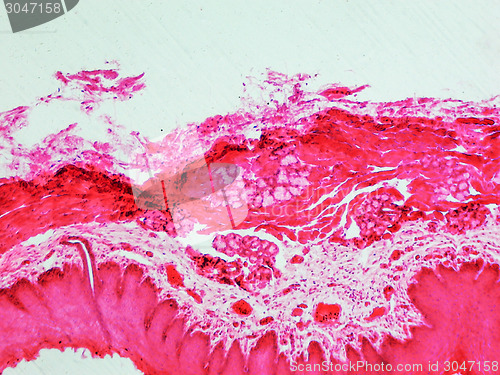 Image of Epithelium micrograph