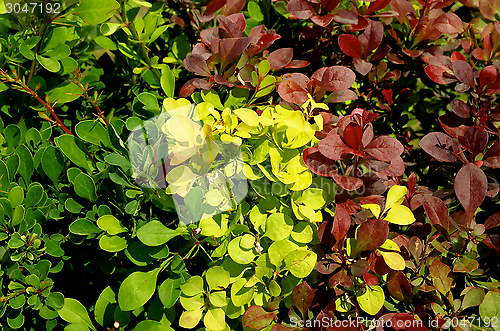 Image of Variegated Bushes