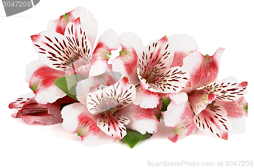 Image of Pink Alstroemeria