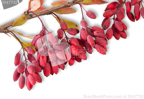 Image of Ripe Barberry On A Branch Close-Up