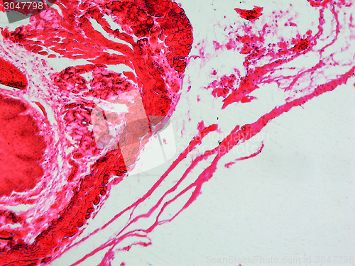 Image of Epithelium micrograph