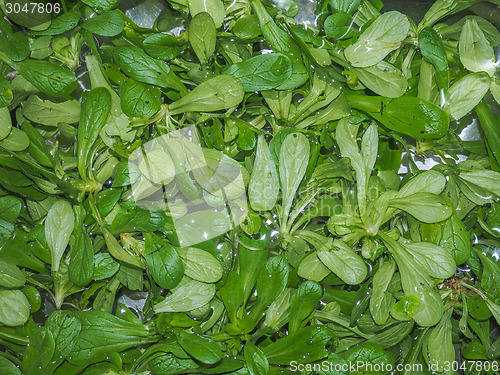 Image of Green salad vegetables