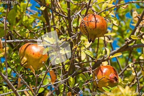 Image of Pomegranate fruit.