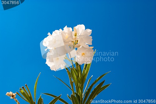 Image of Flower and sky.