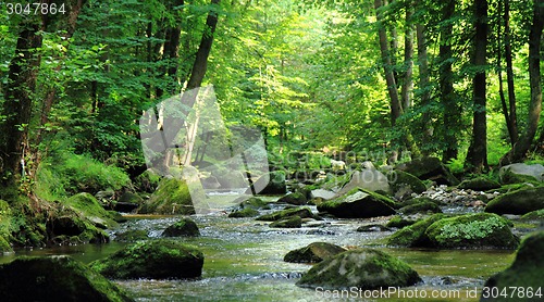 Image of small river in the green forest 