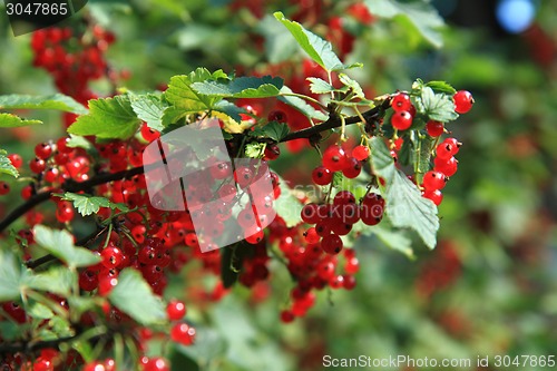 Image of red currant plant 