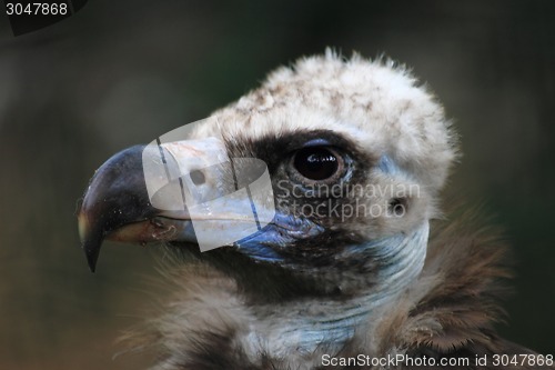 Image of head of vulture 