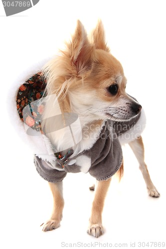 Image of chihuahua and fashion 