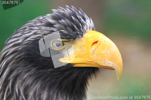 Image of detail of black eagle head 