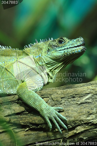 Image of green lizard (small dragon)