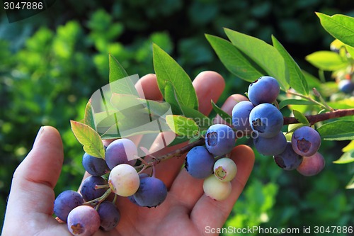 Image of bluberries in the human hand