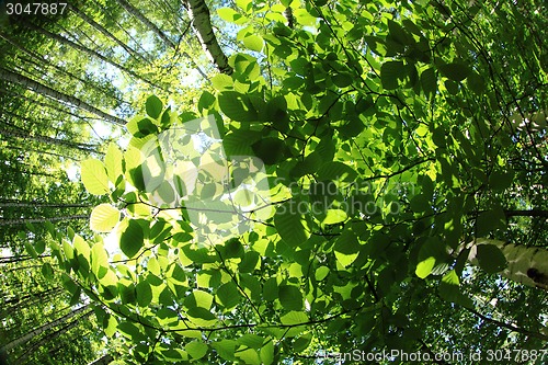 Image of green spring  forest background