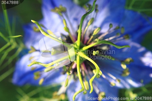 Image of detail of nice blue flower 