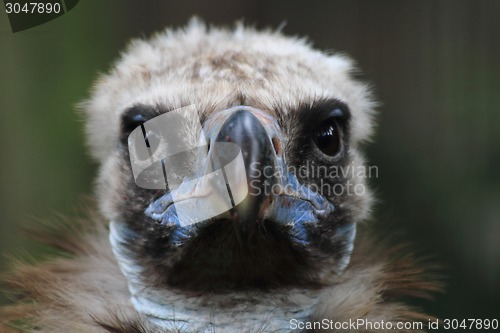 Image of head of vulture 