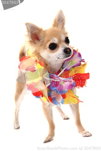 Image of chihuahua and fashion 