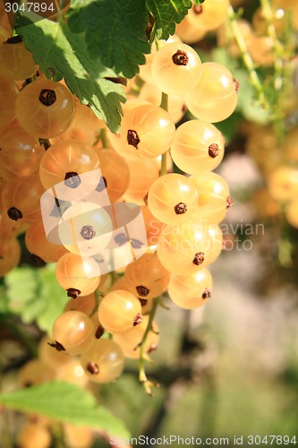 Image of white currant fruit 