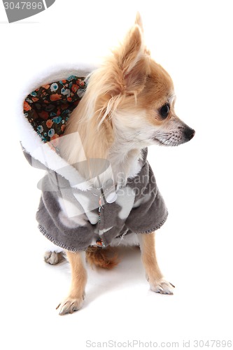 Image of chihuahua and fashion 