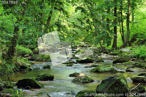 Image of small river in the green forest 