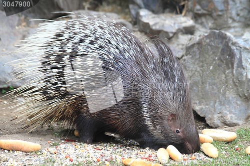 Image of porcupine 