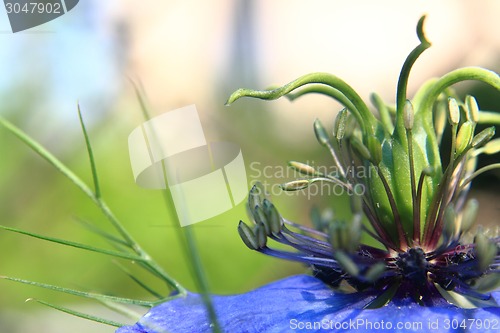 Image of detail of nice blue flower 