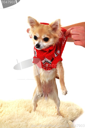 Image of chihuahua and fashion 