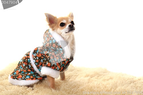 Image of chihuahua and fashion 