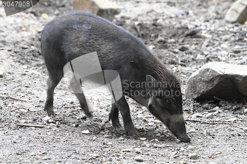 Image of small wild pig 