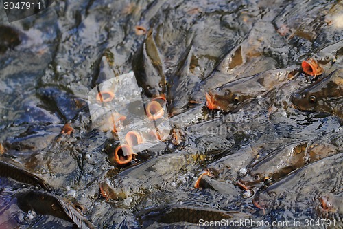 Image of carp fishes in the water 