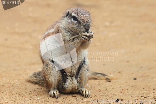 Image of exotic sand squirrel 