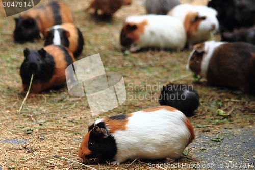 Image of guinea pigs 