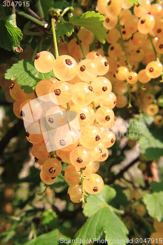 Image of white currant fruit 
