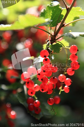 Image of red currant plant 