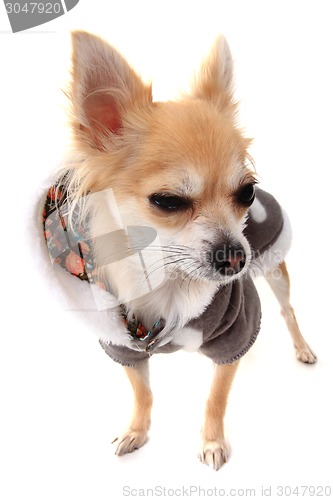 Image of chihuahua and fashion 